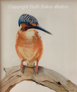 The Malachite Kingfisher Watercolour  by Ruth Baker Walton